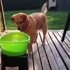 He is so excited to play with his new toy.