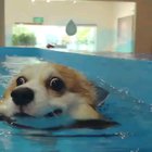 Blessed_Swimming