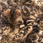 Our Bengal kitten loves leopard print, naturally