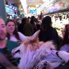 Walking through Pike Place Market with a Corgi in a backpack