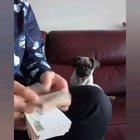 Good boy
