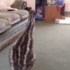 Baby Emu who is growing up with dogs believes he is one
