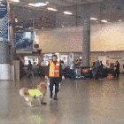 Airport pupper is ready for another day of work