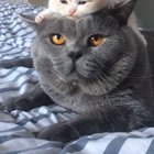 Pet Love is all in.