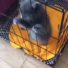 This guy has got the skills to pay the bills