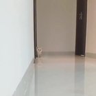 Gotcha human!