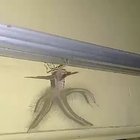 ID please.