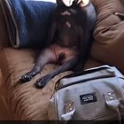 Guilty but good boy Jabba