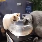 Is fish!