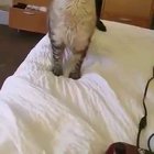 Cutest sneeze
