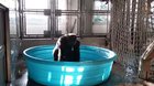This Gorilla enjoying the pool is perfection