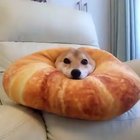 Little croissant sonar dish
