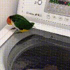 This little bird is absolutely mesmerized by this washing machine.