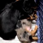 Doggo comforts his buddy having a bad dream