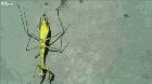 Praying Mantis with a huge parasite worm
