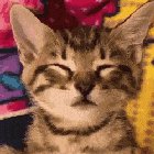 Sleepy kitten doing a face hug