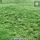 Any thoughts on this fellas? This dude can’t be human. He’s not showing any signs of pain