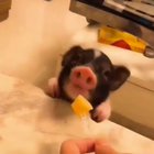 Just a lil piglet enjoying some cheese