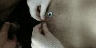 Nom Nom Nom