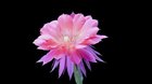 Dual blooms