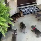 All the fucks can't even get close.