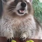 HUngRY HumAN STarVEs tO DEaTh aT HaNds of TRasH PanDa