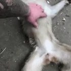 Go and flick someone else’s balls
