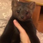 Adorably rebellious sable.