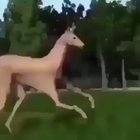 blursed_dance