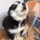 Smol awoos
