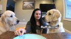 Eating invisible food in front of dogs...