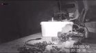 A 72 year old retired man from Britain found out that a little mouse was tidying his tools, nobody believed him so he decided to record what happened and this was the result.