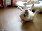 Quem disse que vida de cão é fácil?