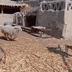 Both of them confused