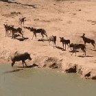 One way or another. It's a hard life for a warthog
