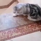 You try to be cute!