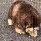 Superfloofer
